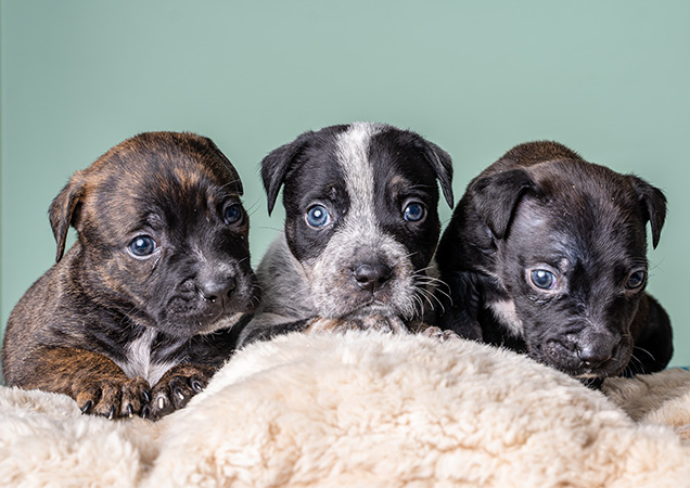 Three of the puppies found abandoned.